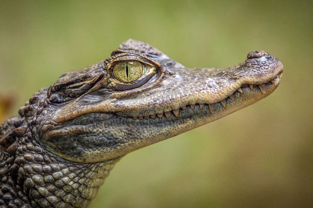 Animal World and Snake Farm Zoo