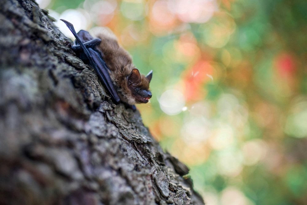 Bat Fest Celebrates the Emergence of America's Largest Urban Bat Colony | Austin, Texas, USA