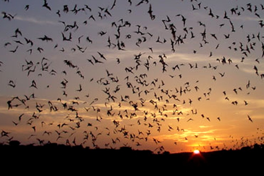 Eckert James River Bat Cave Preserve