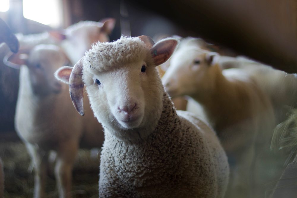 Rio Grande Valley Livestock Show and Rodeo: A South Texas tradition since 1939 | Mercedes, Texas, USA