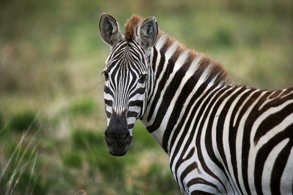 Gladys Porter Zoo