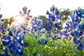 Ennis Bluebonnet Trails Festival