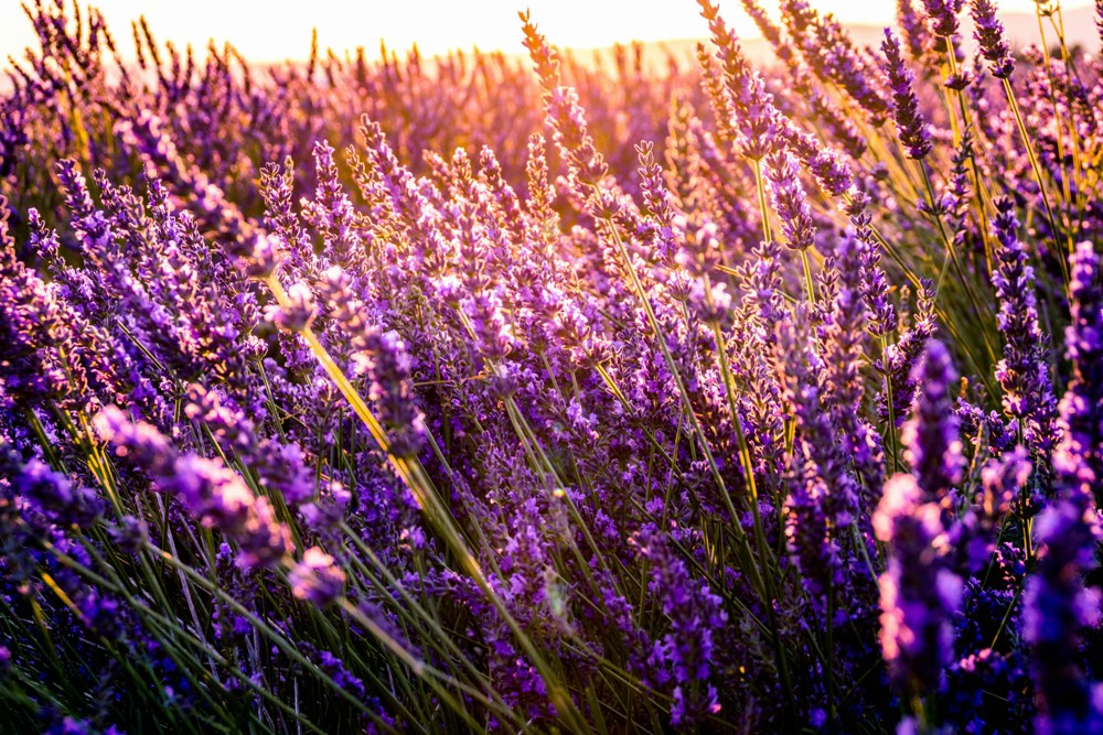 Visit Lavender Farms and Market at Blanco Lavender Festival | Austin, Texas, USA