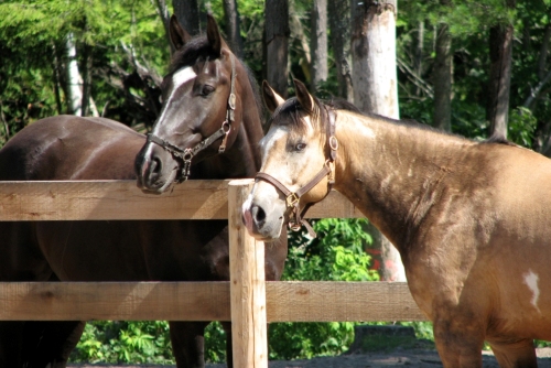 Horse Riding