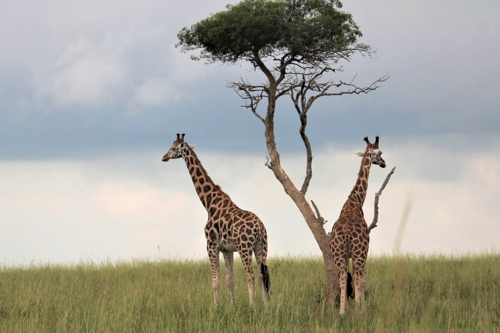 6 Amazing Things Not to Miss on a Uganda Safari