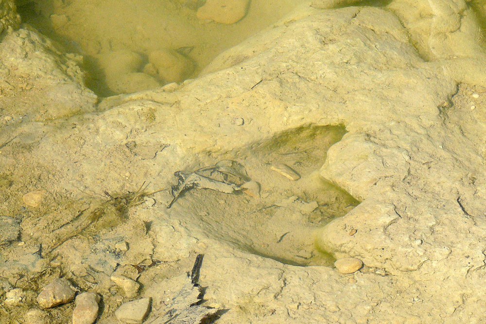 Dinosaur Valley State Park