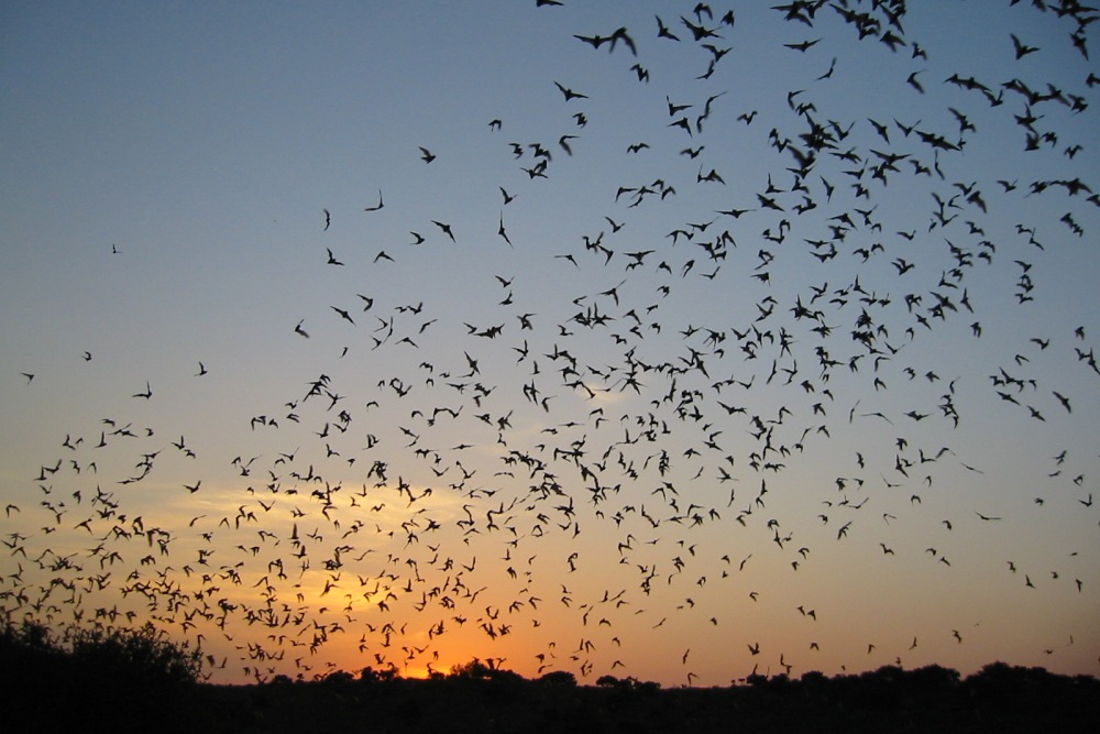 Frio Cave Bat Flight