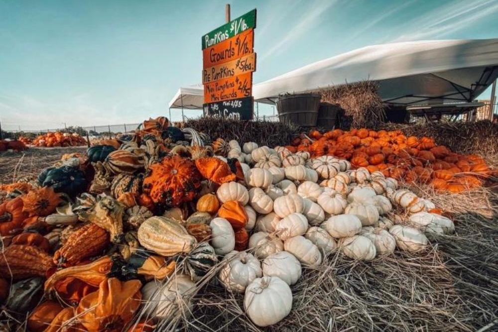 The Dripping Springs Pumpkin Festival Announces Dates for This Fall Season