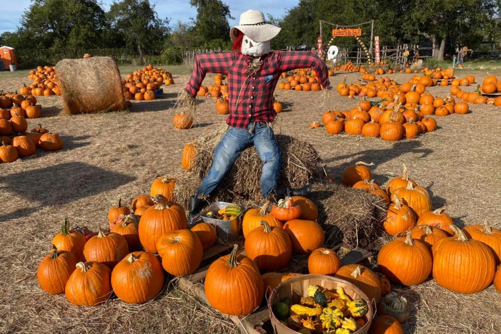 Dripping Springs Pumpkin Festival Announces Dates for Fall Festival